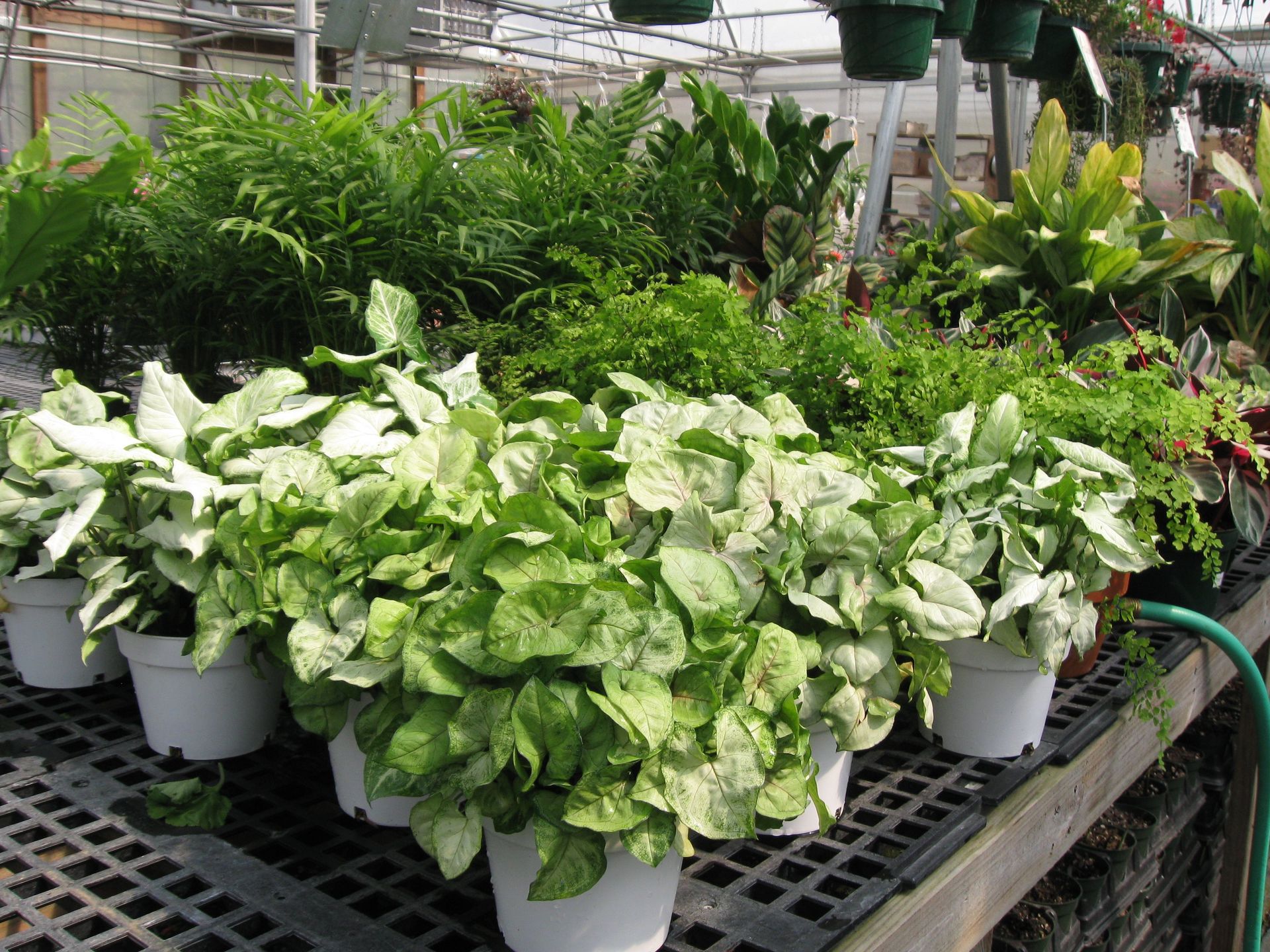 Myers Greenhouse Lexington & Clemmons, NC Local Greenhouse